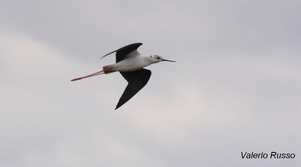 Himantopus himantopus -laguna de Fuente piedra (Malaga)